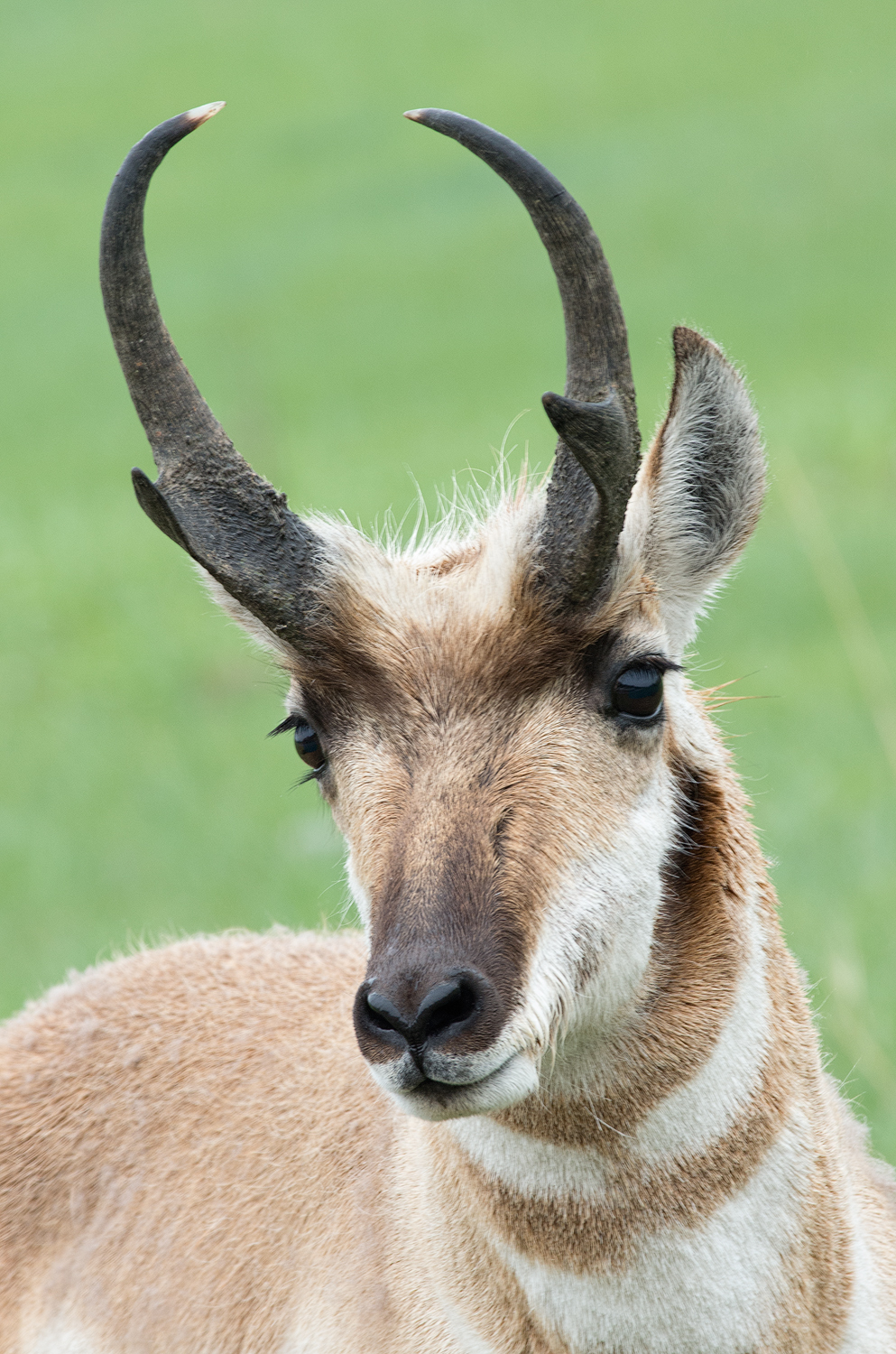 Pronghorn Portrait