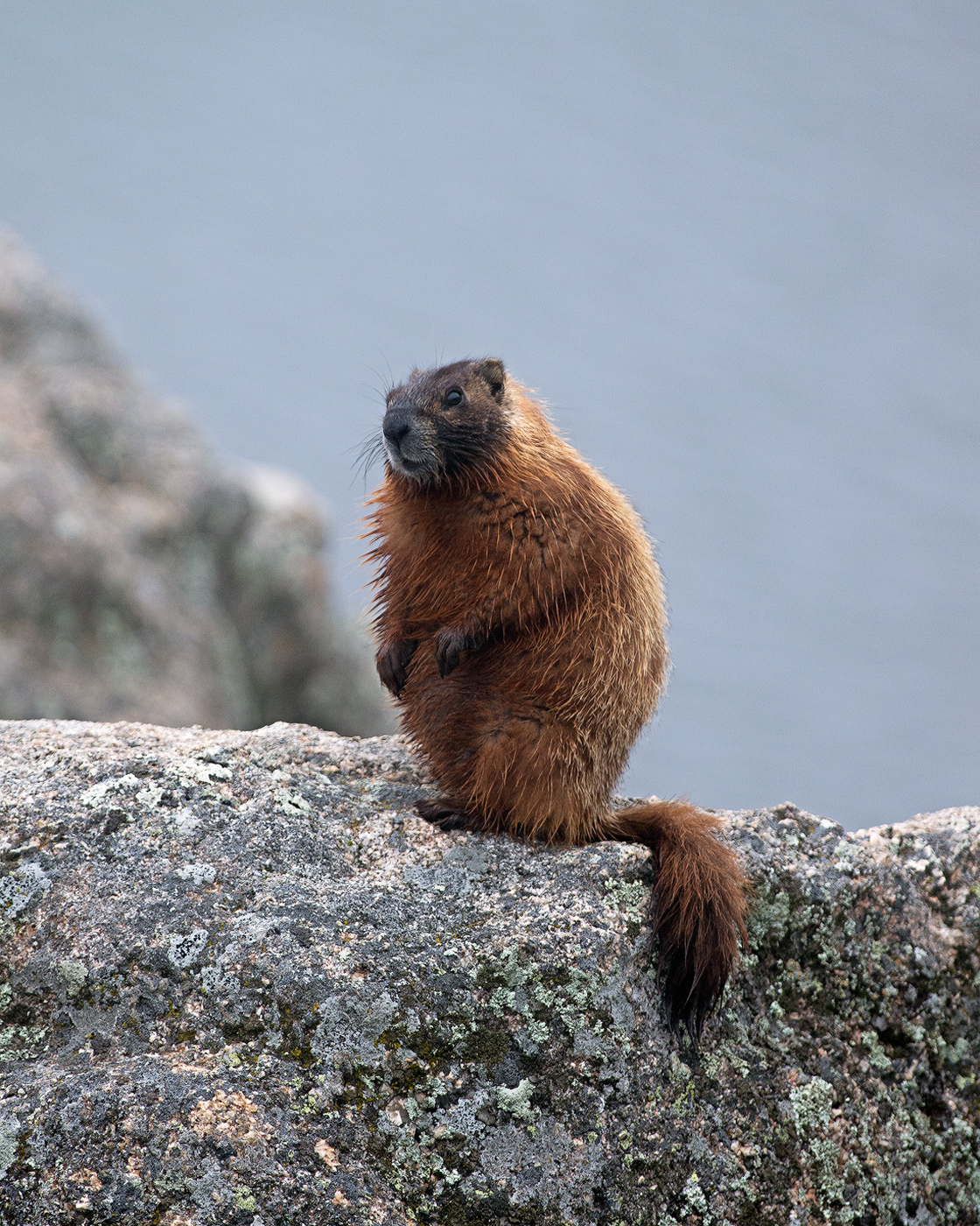Marmot