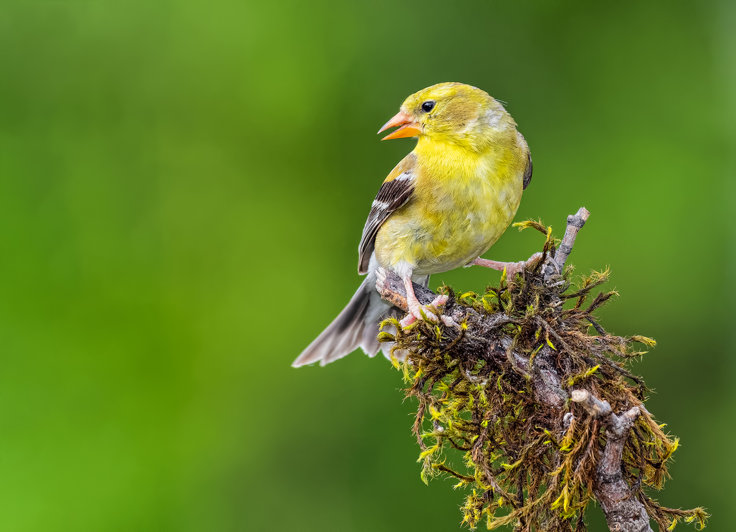 Goldfinch with attitude