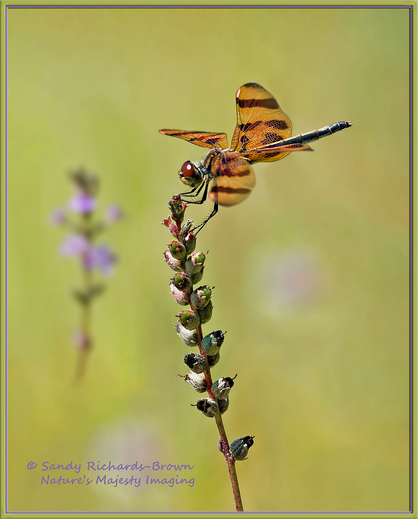 Halloween Pennant