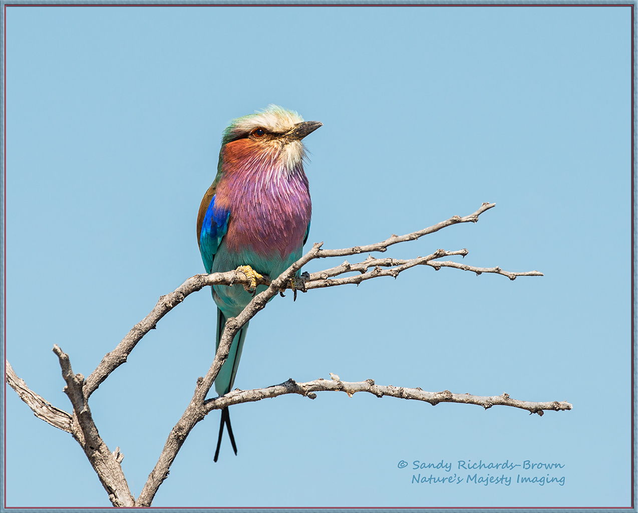 Lilac Roller
