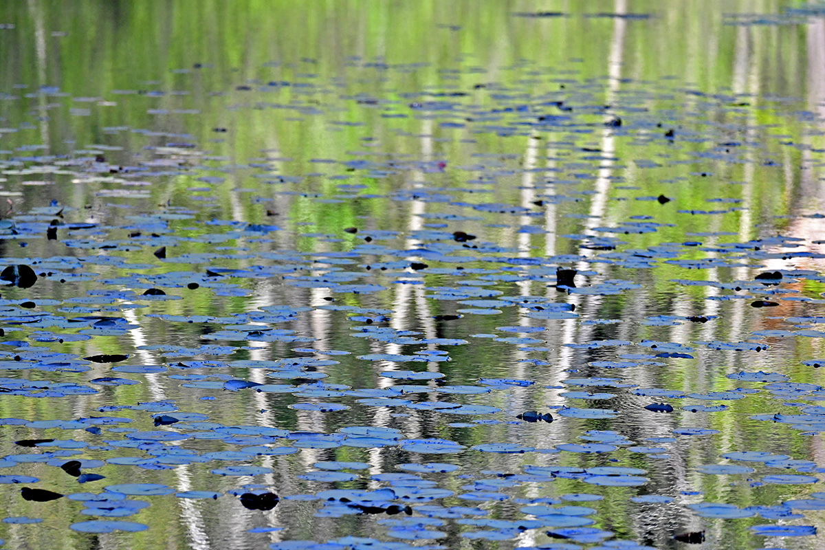 Lily Pond 