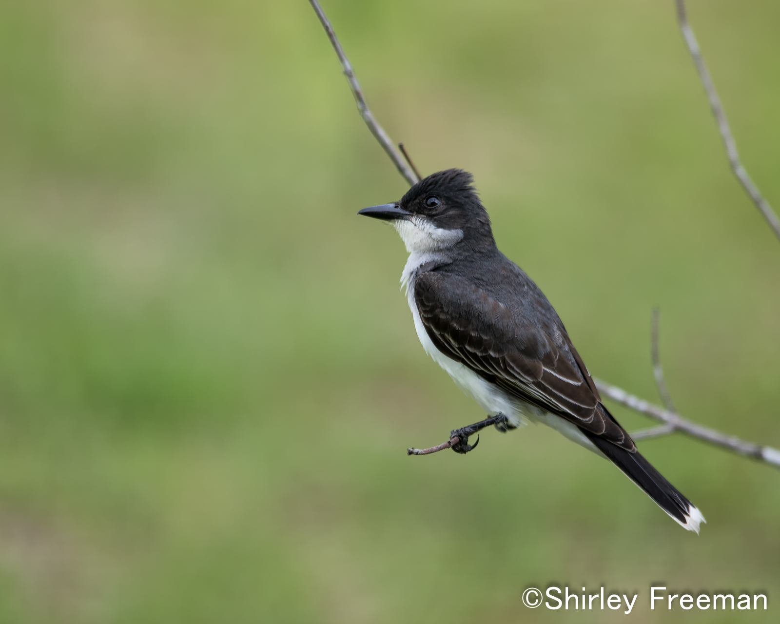 Eastern Kingbird