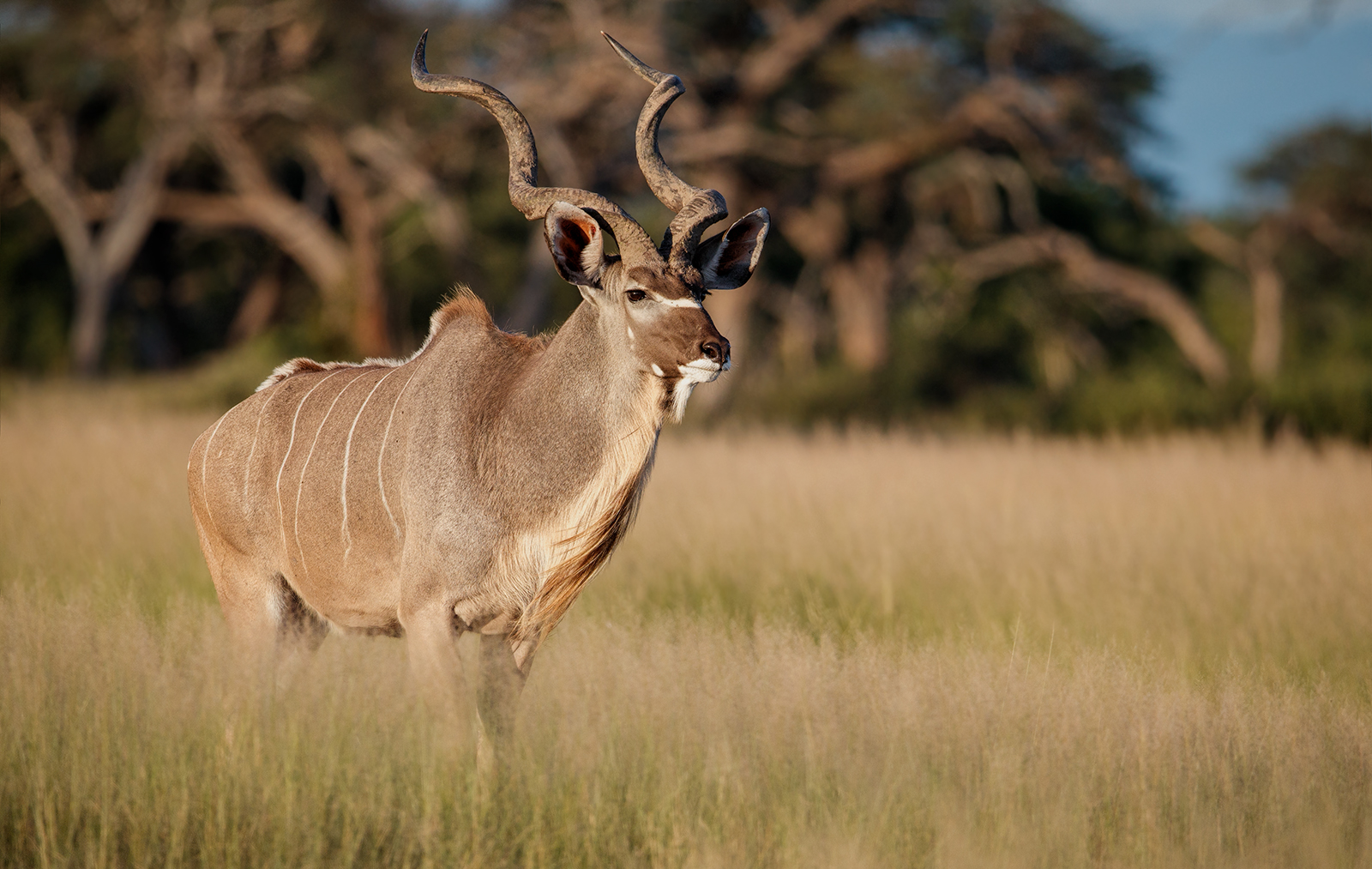Kudu