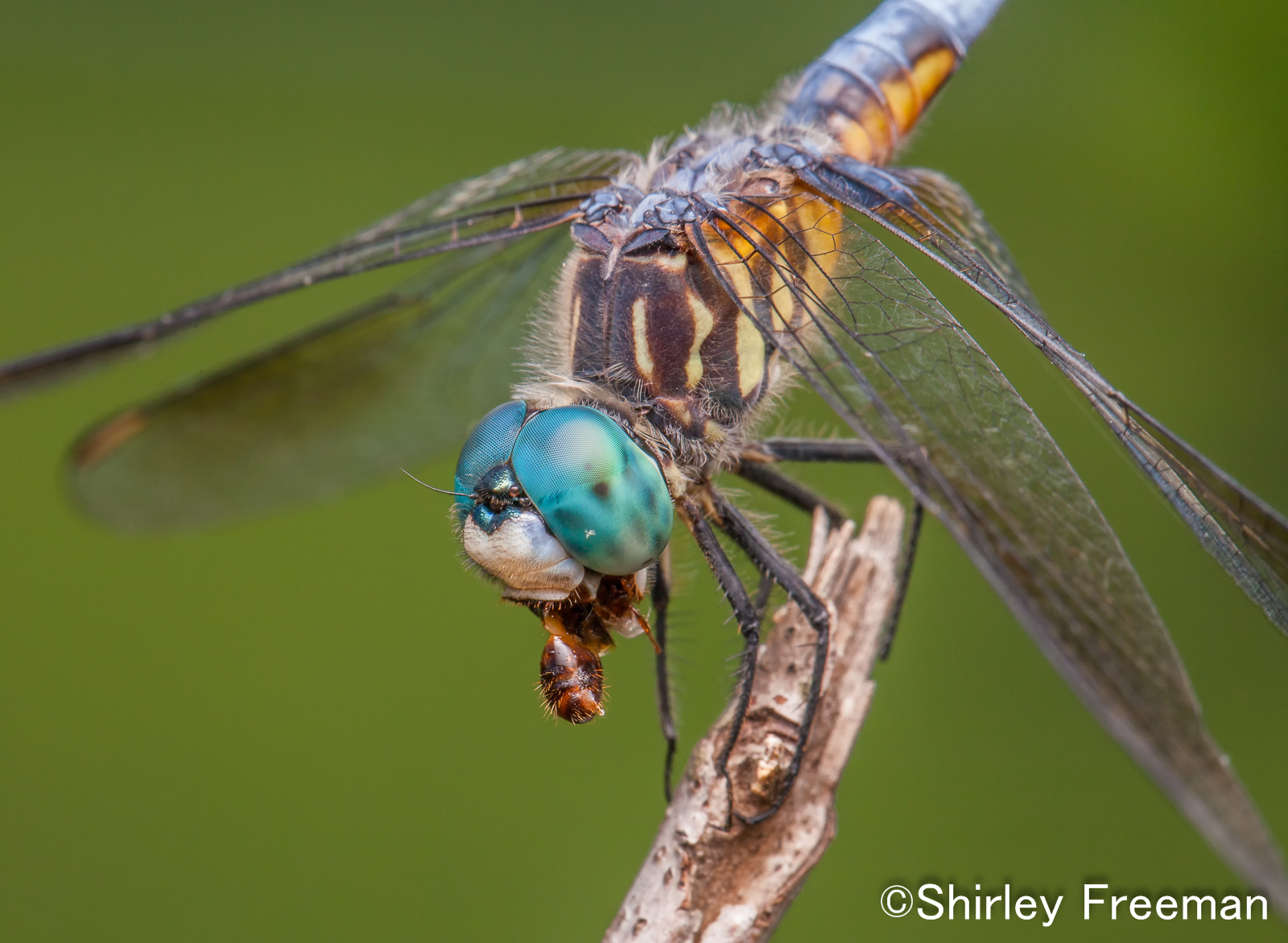 Dragonfly Eating Lunch