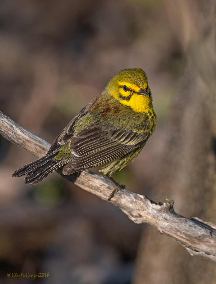 Prairie Warbler