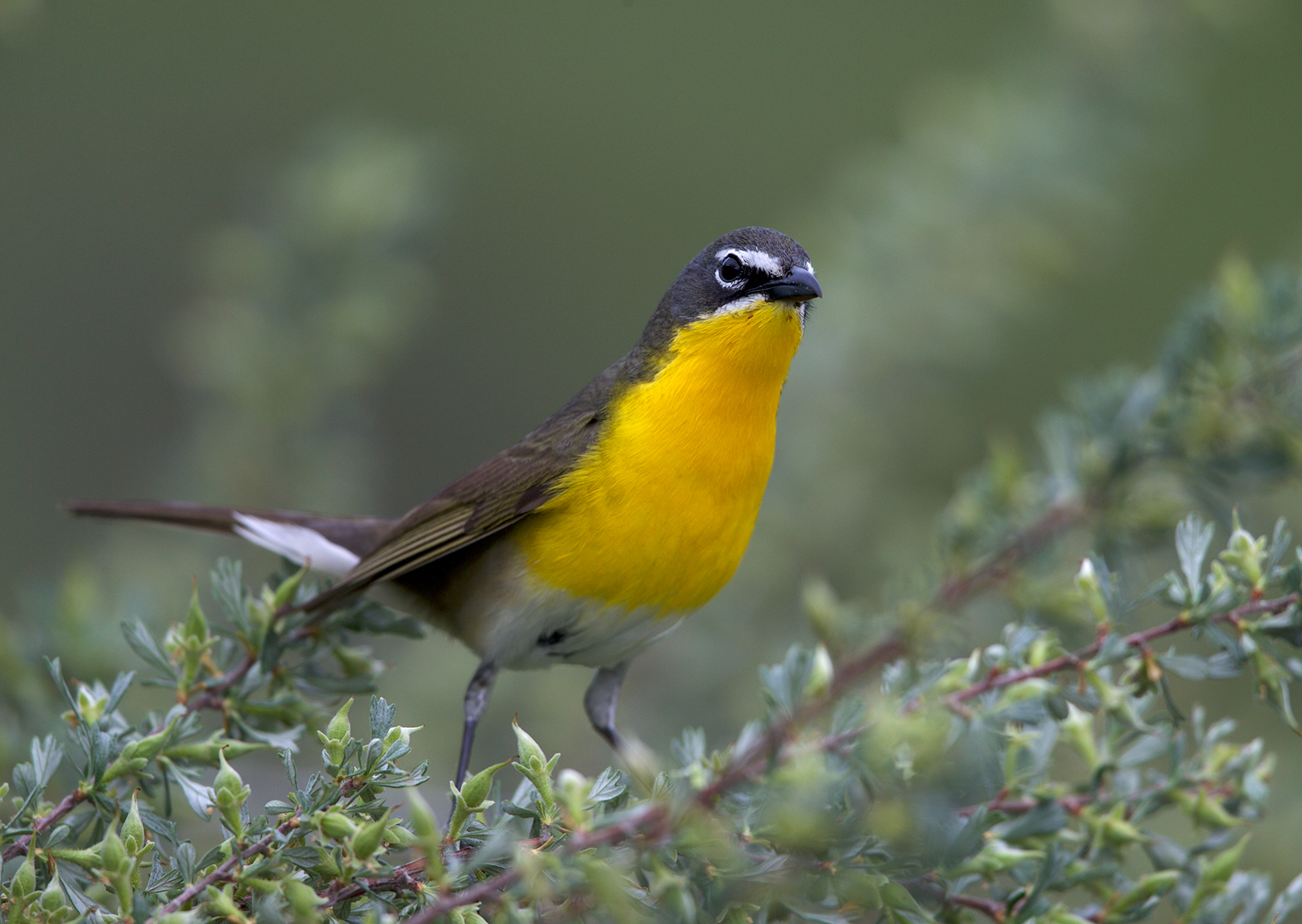 Yellow-breasted Chat