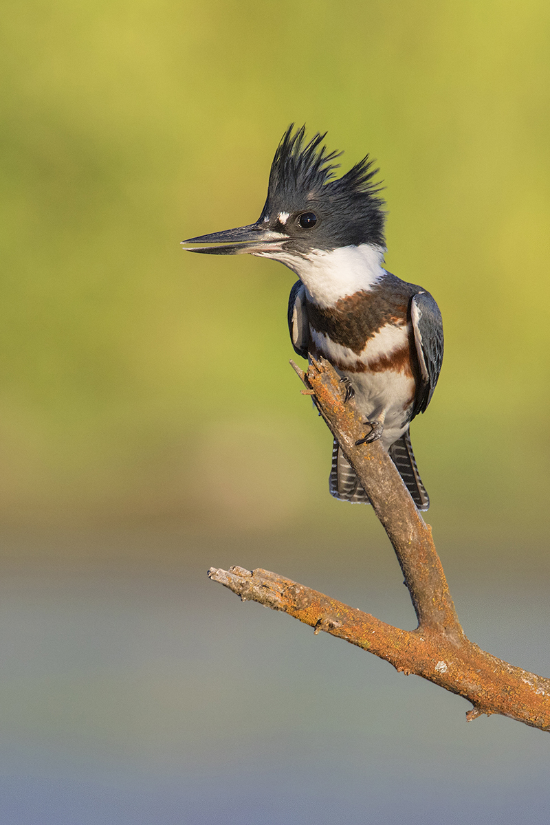 Belted Kingfisher