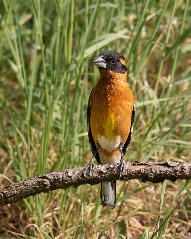 Black-headed Grosbeak