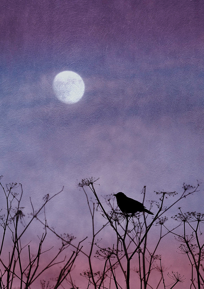 Night Song