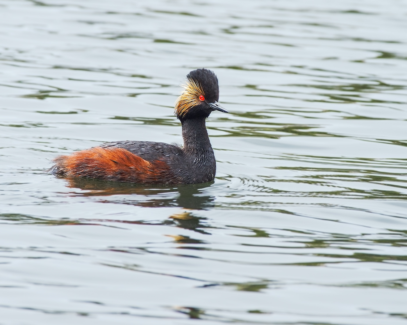 Eared Grebe