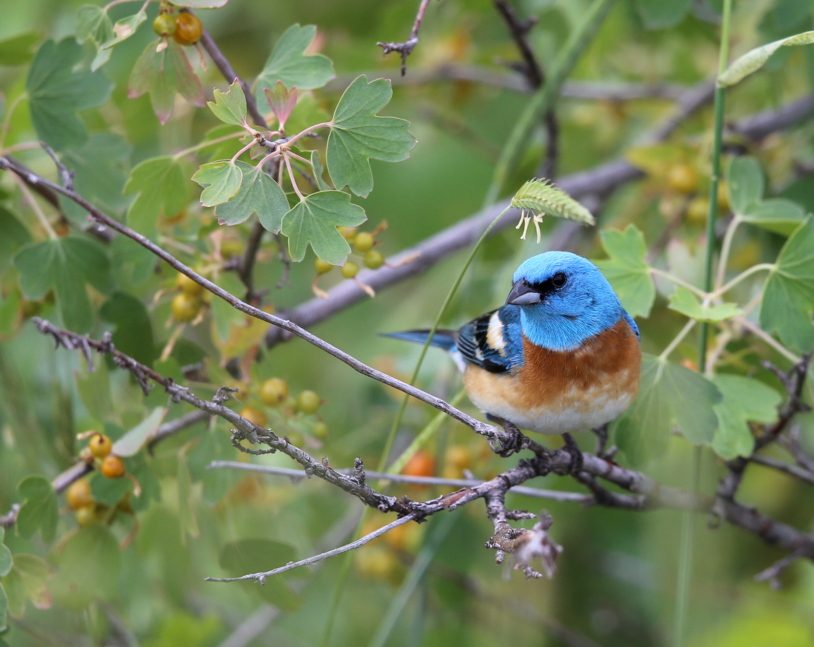 Lazuli Bunting