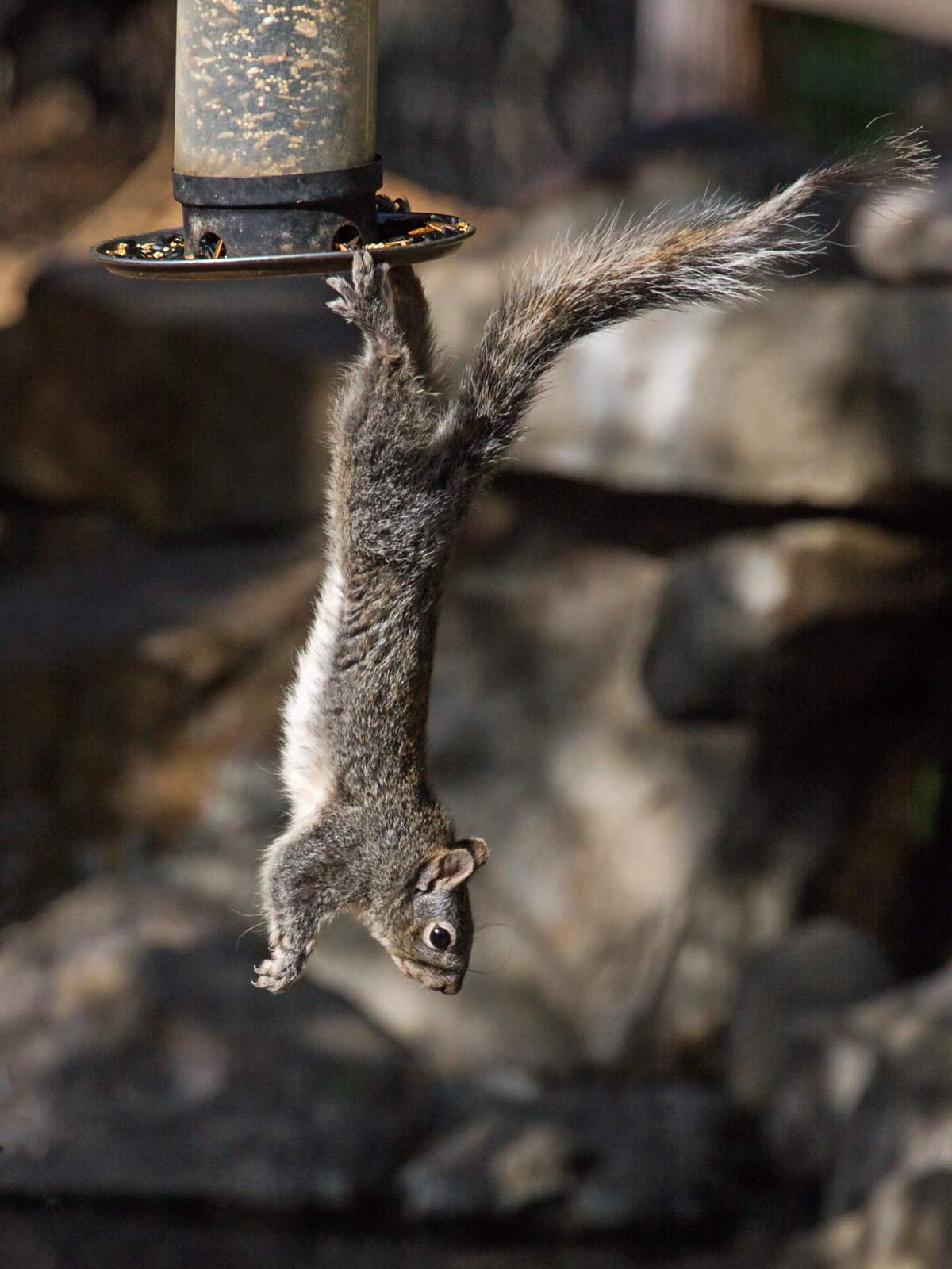 Trapeze