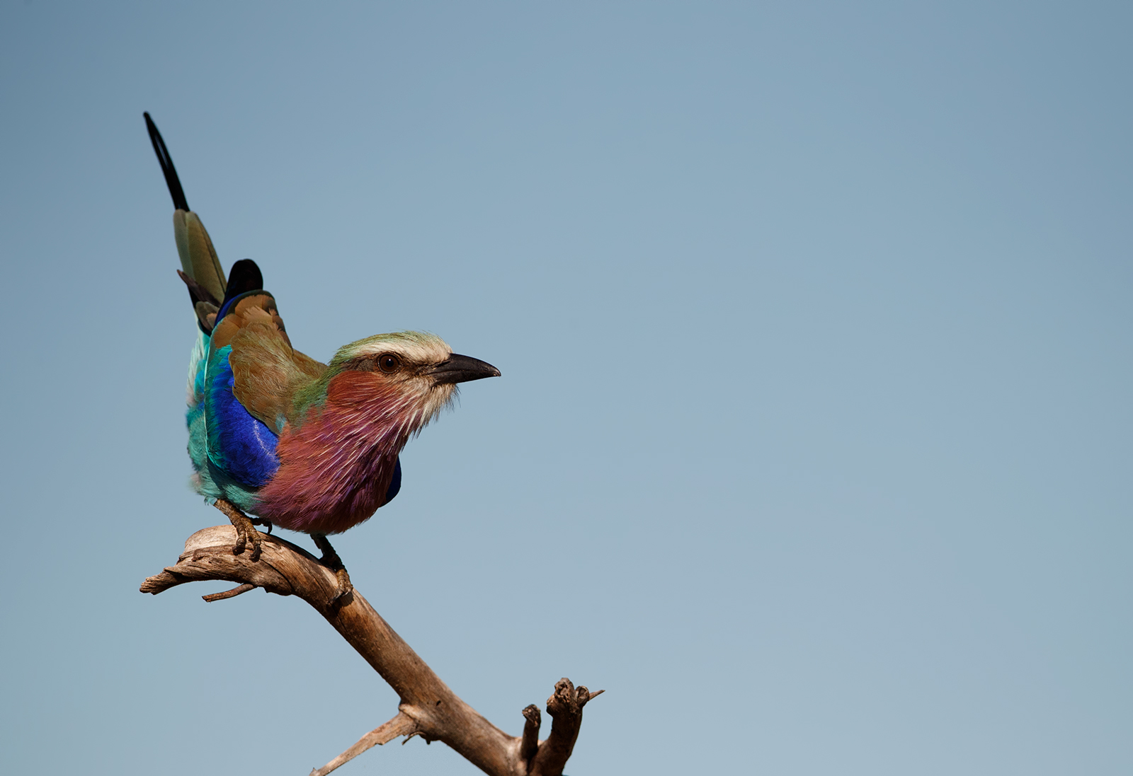 Lilac Breasted Roller