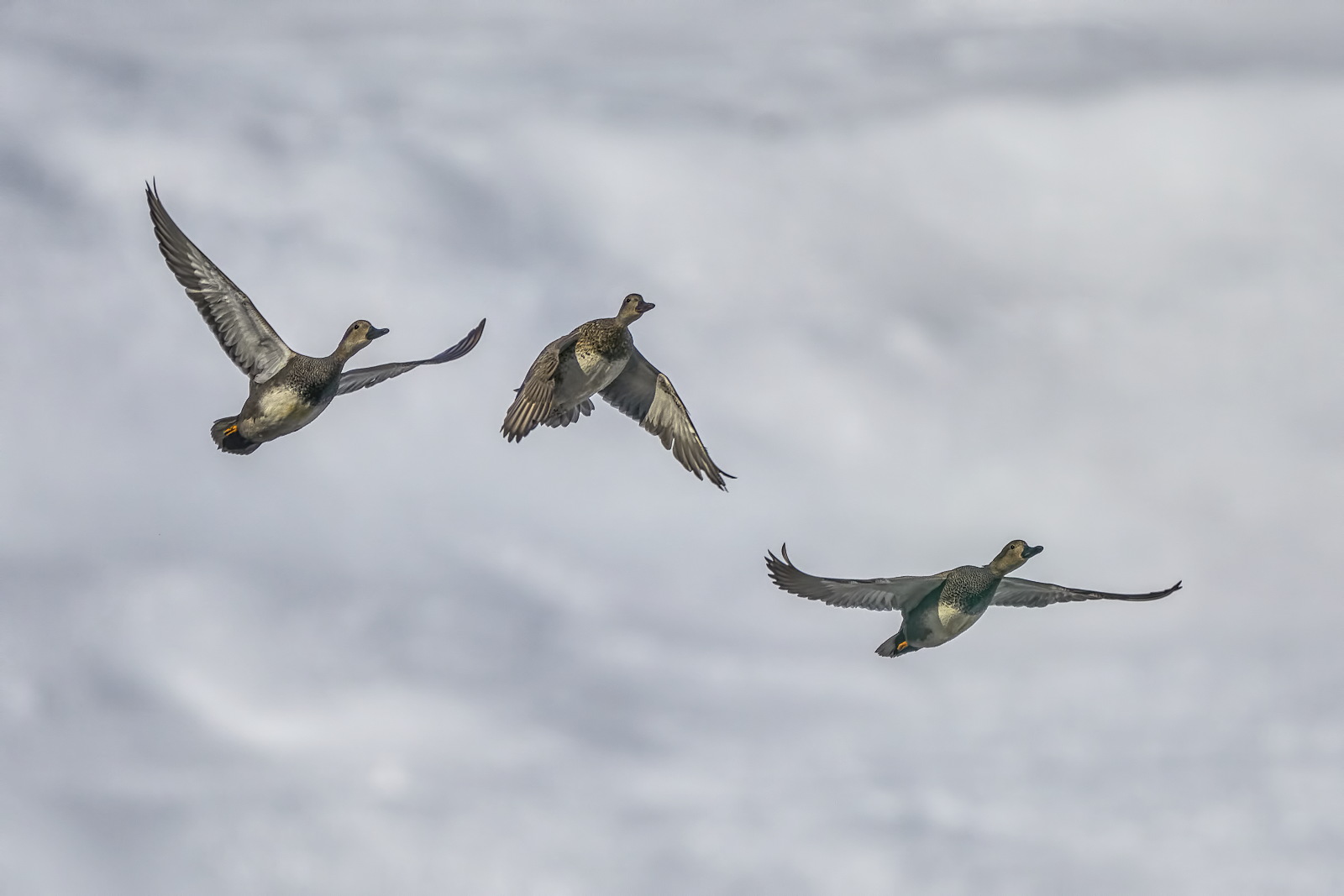 Gadwall Getaway
