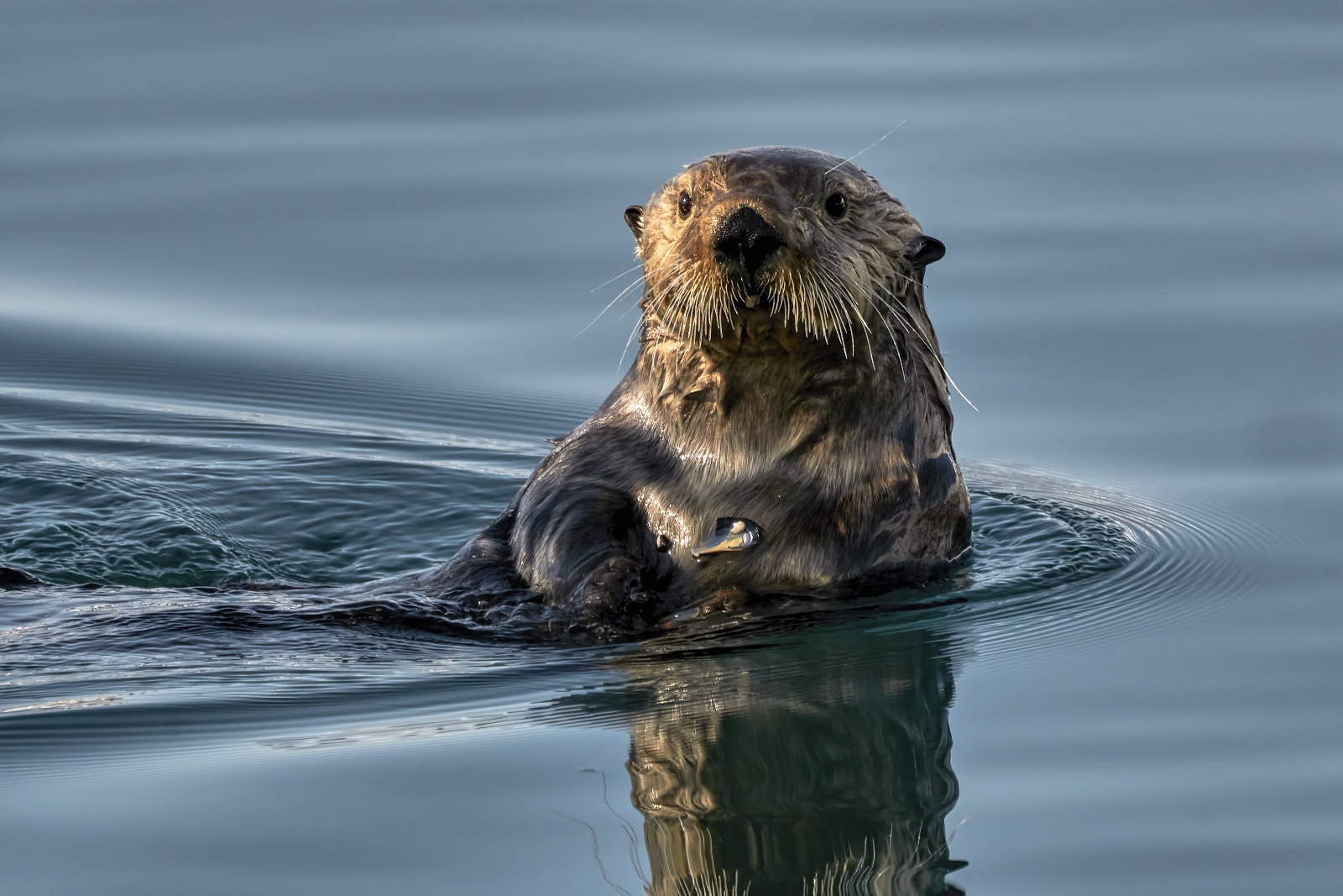 Otter Use a Bib
