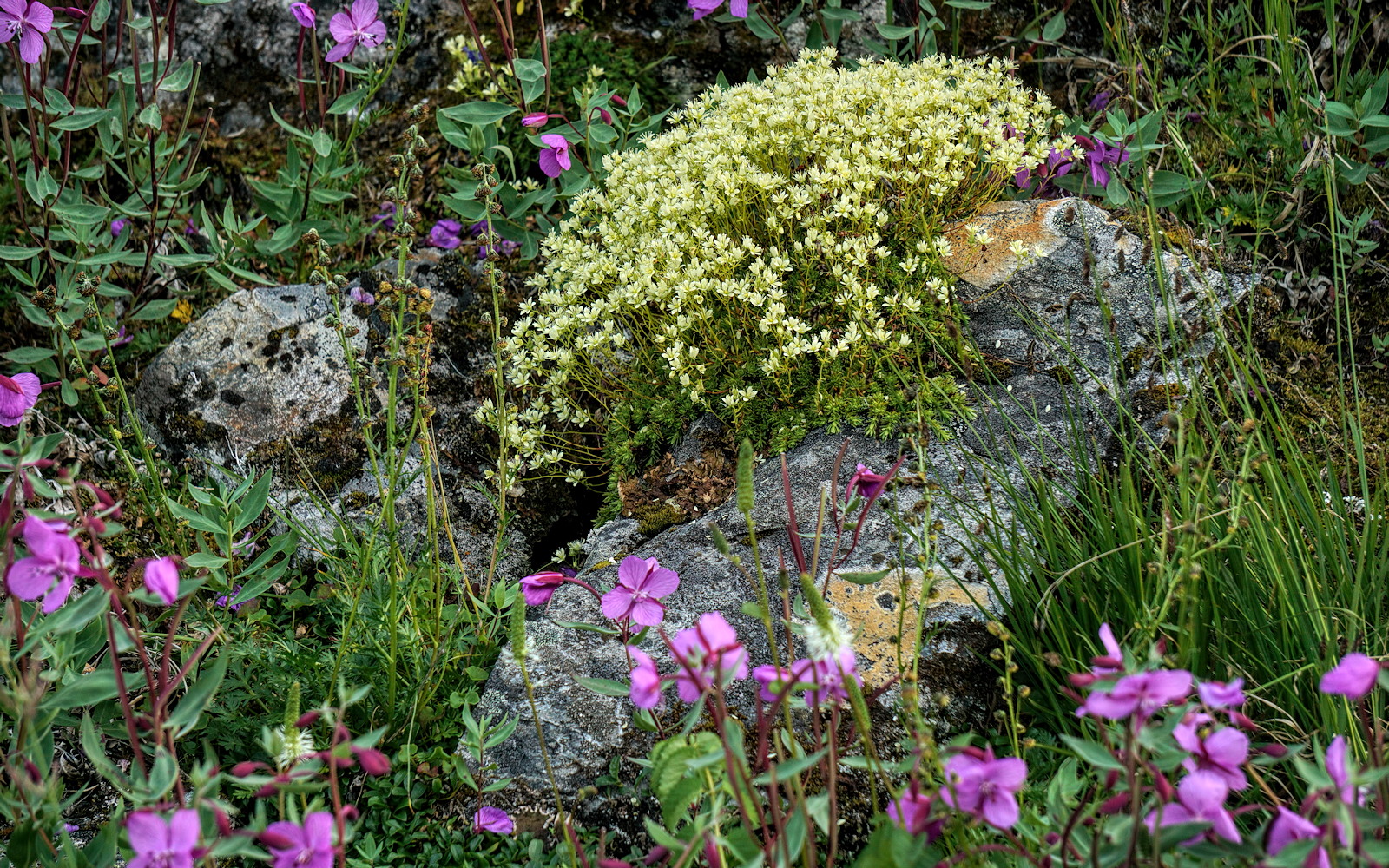 Bouquet on a Boulder