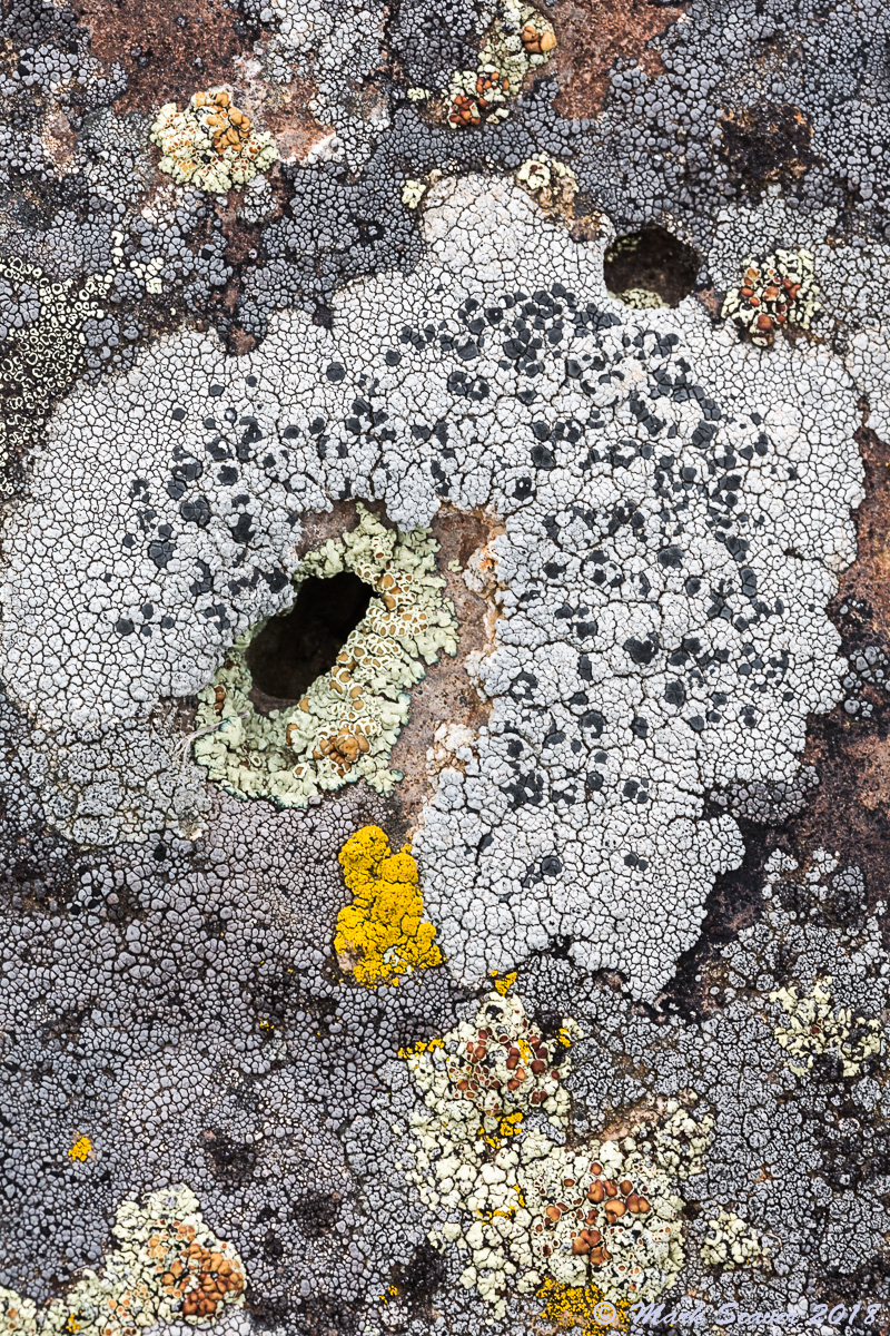 Lichen Mask
