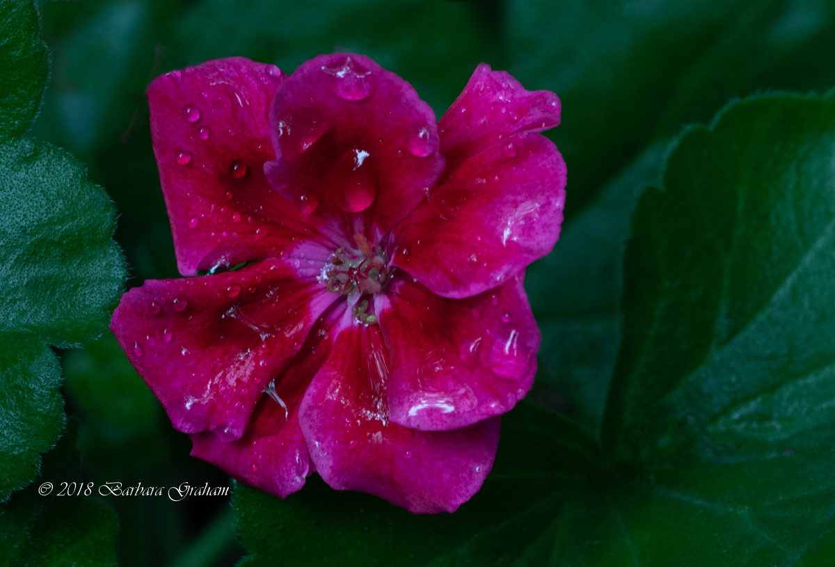 Rainy-day Geranium