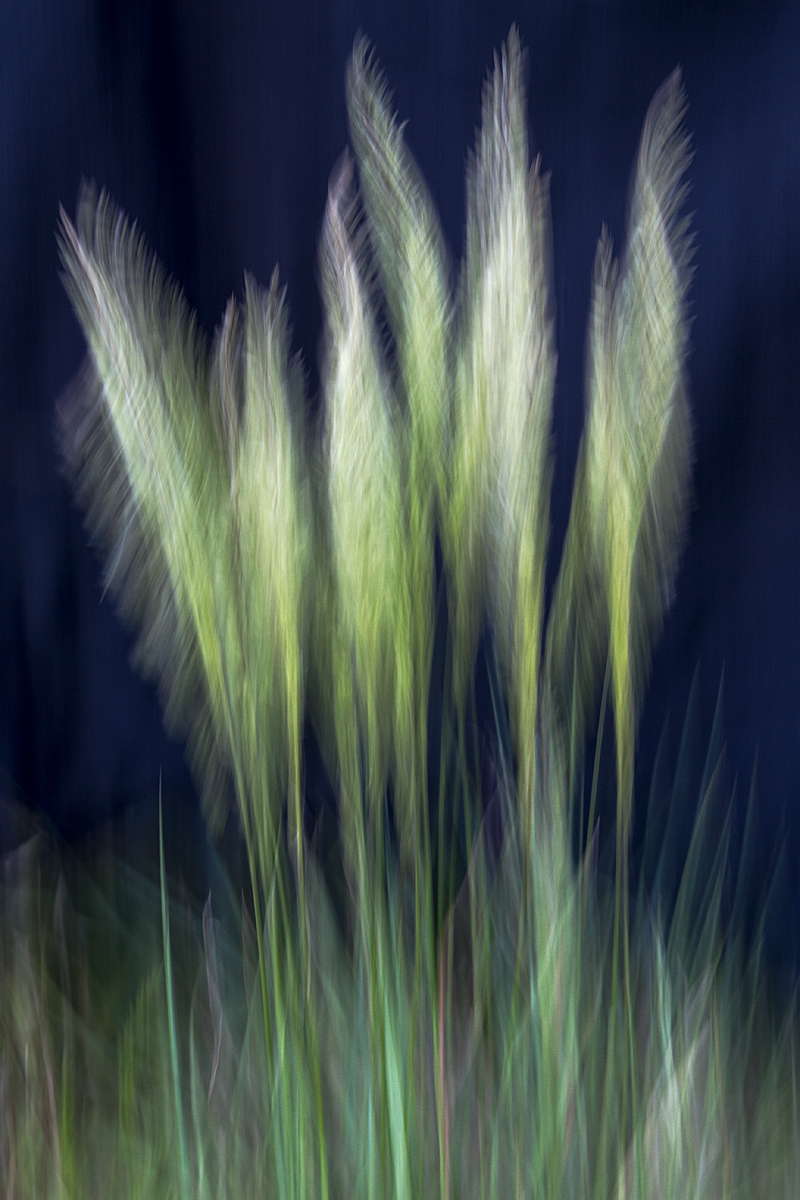 Praire Grass
