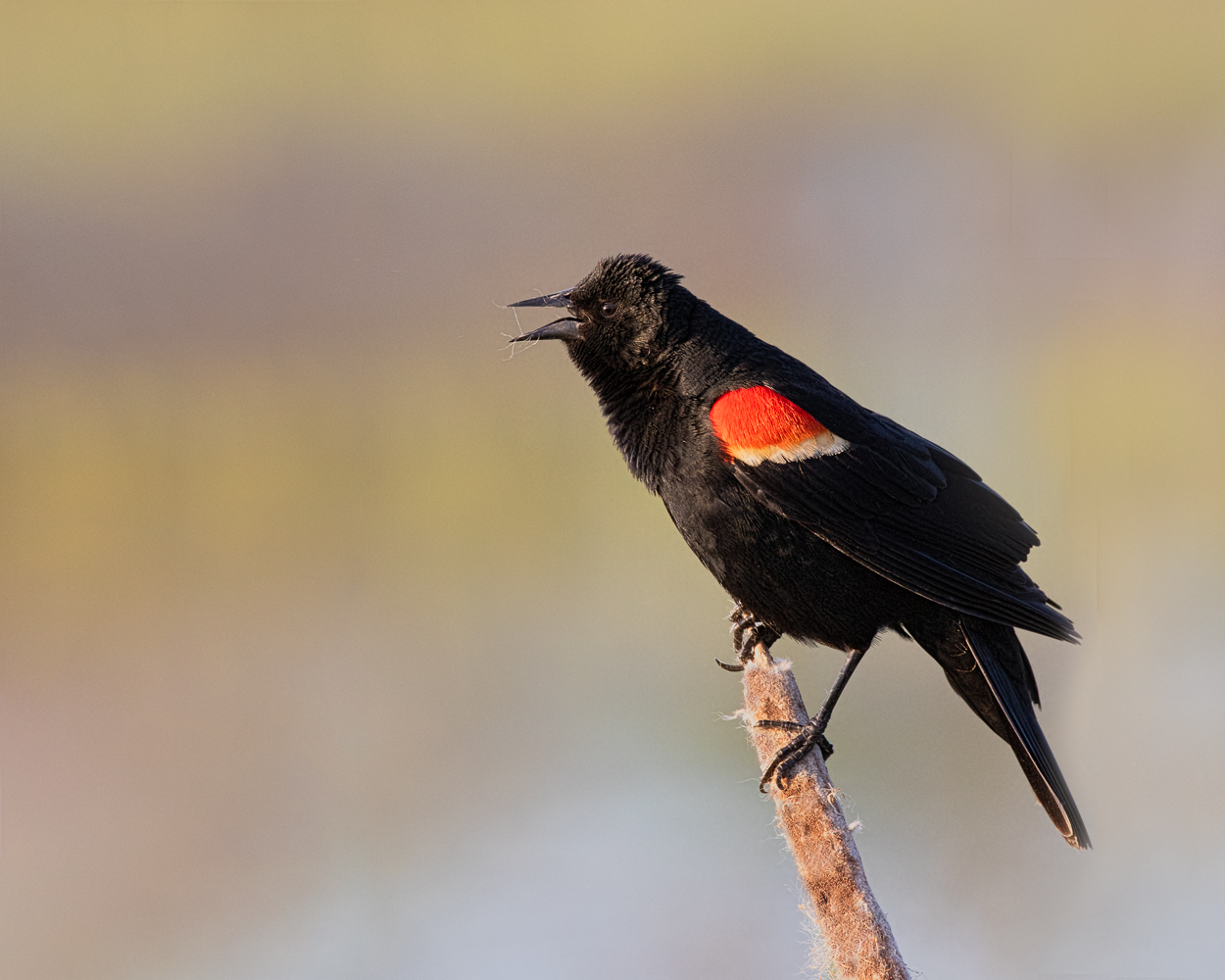 Red-winged Blackbird