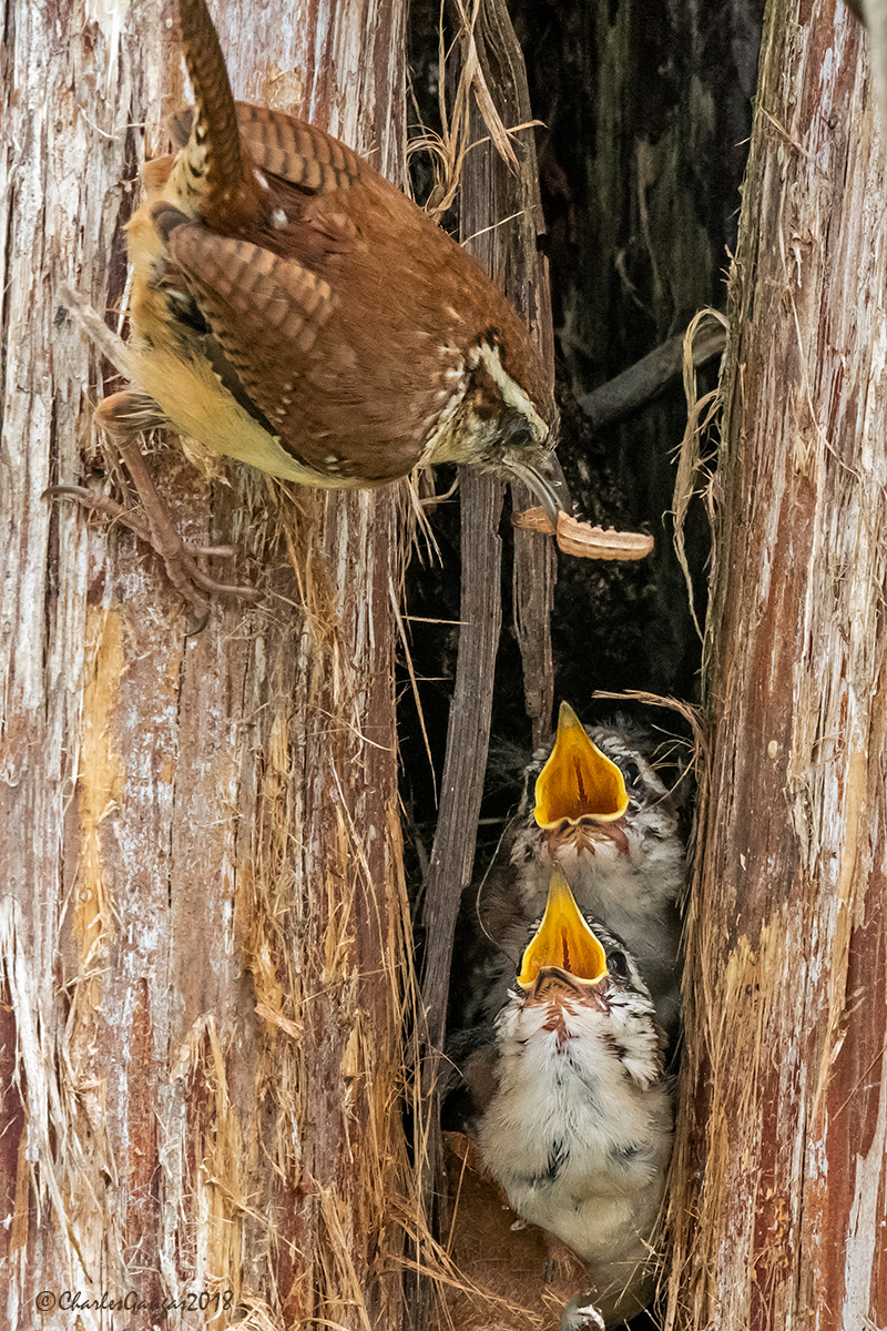 Carolina_feeding Chicks