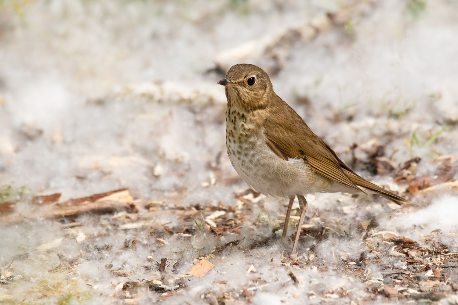 Swainson's Thrush