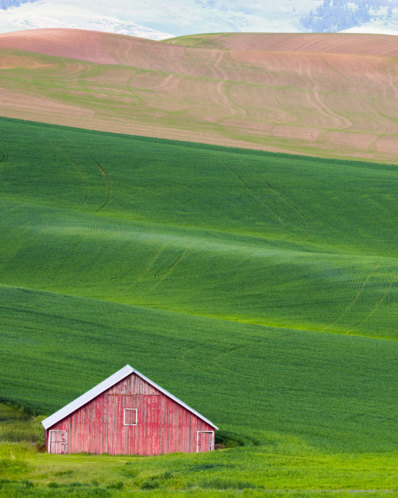 Palouse Barn, Fields+Rep2