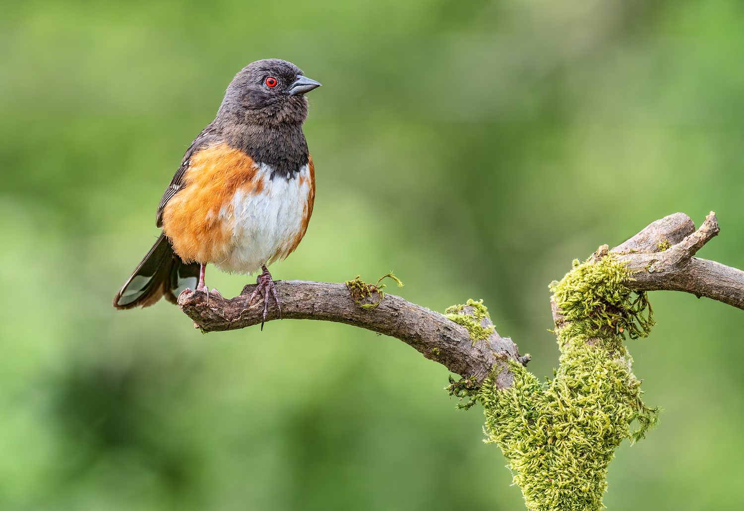Spotted Towhee