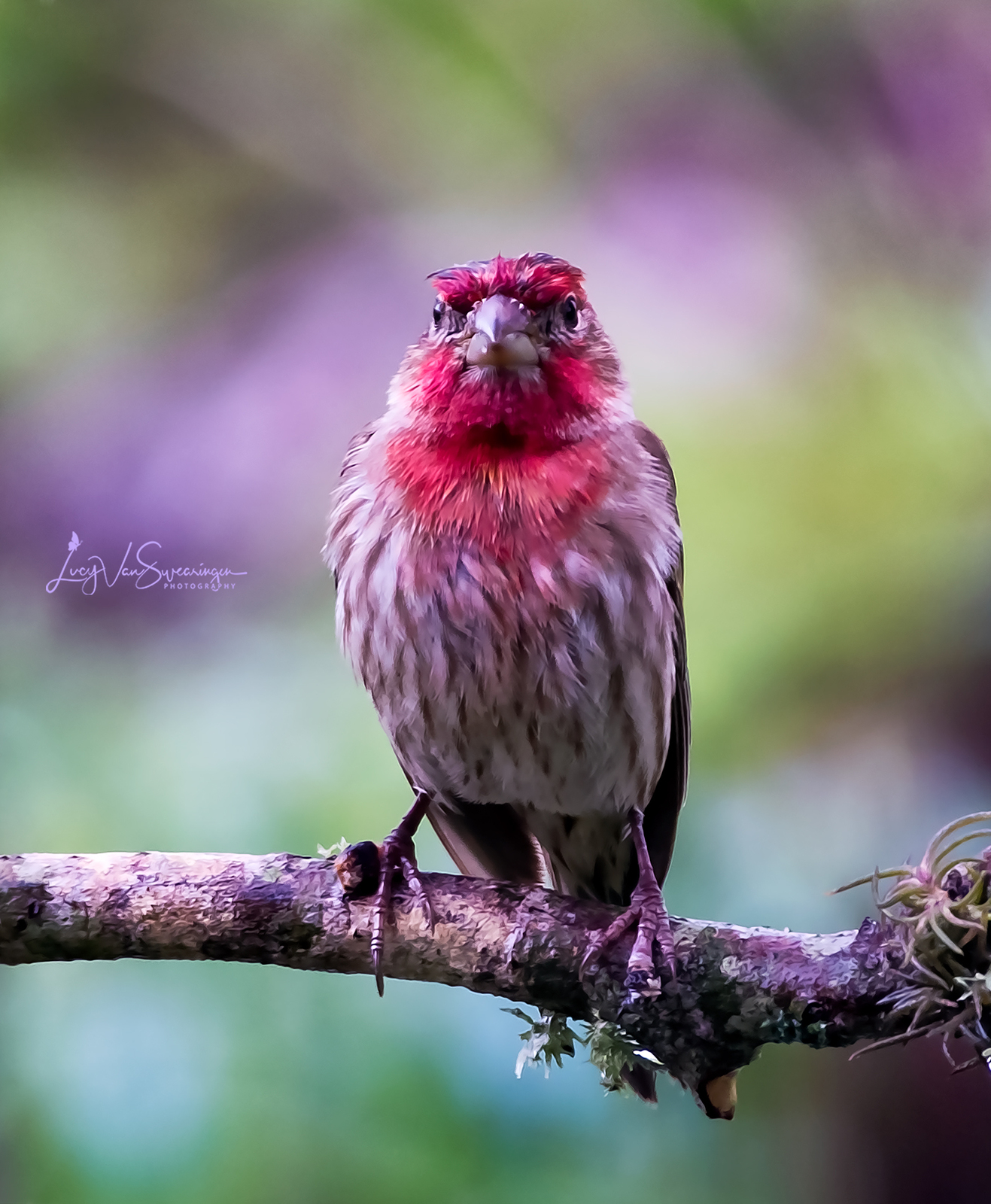 Grumpy Finch