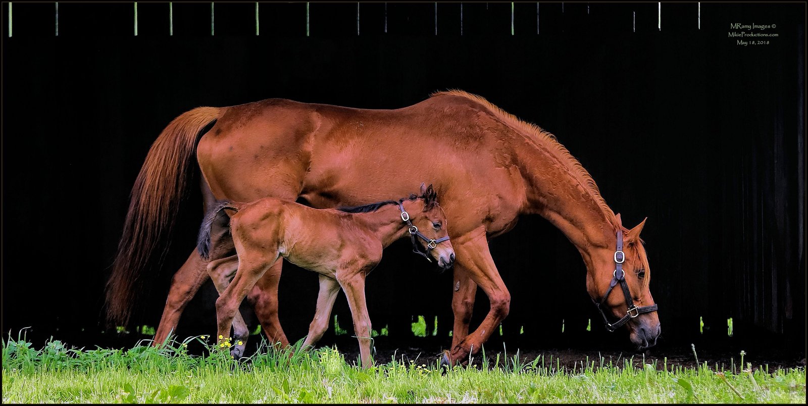 Birth of a Champion