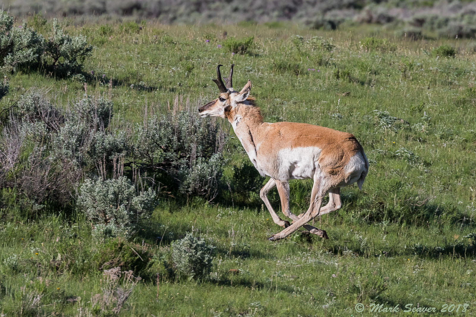 Full tilt Pronghorn