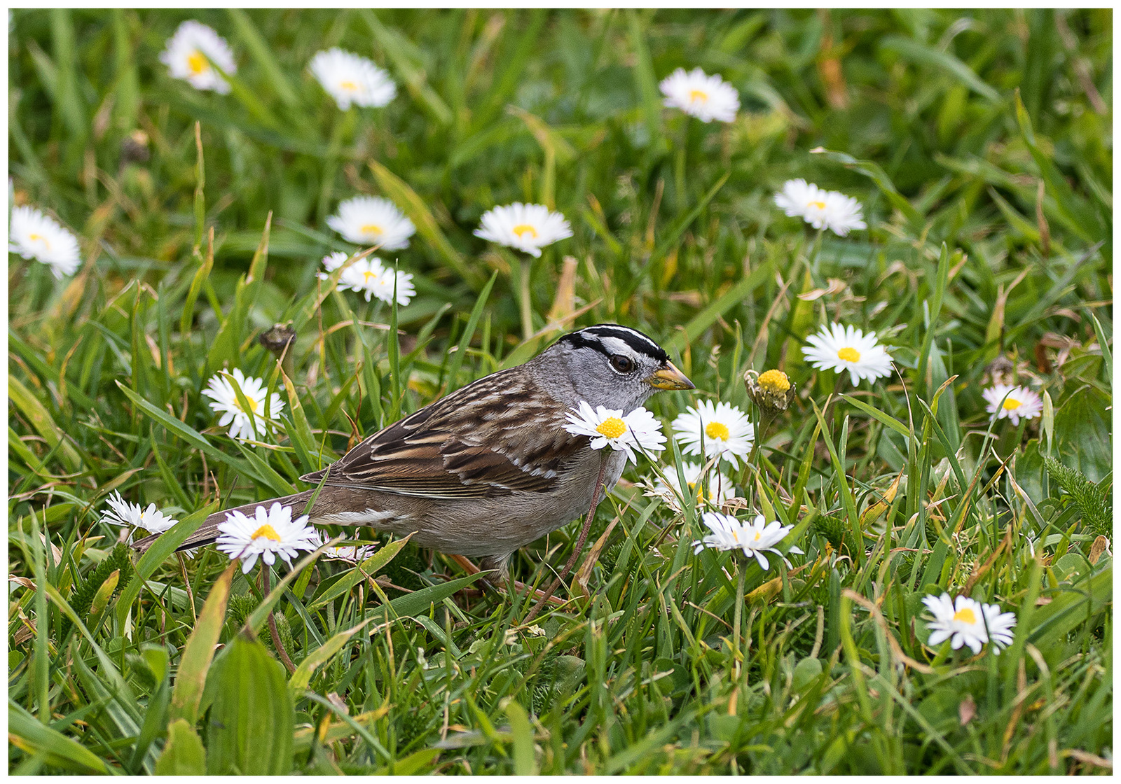White-crowned Sparrow