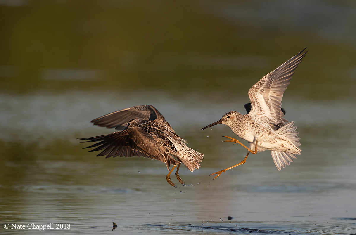 Stilt Sandpipers 