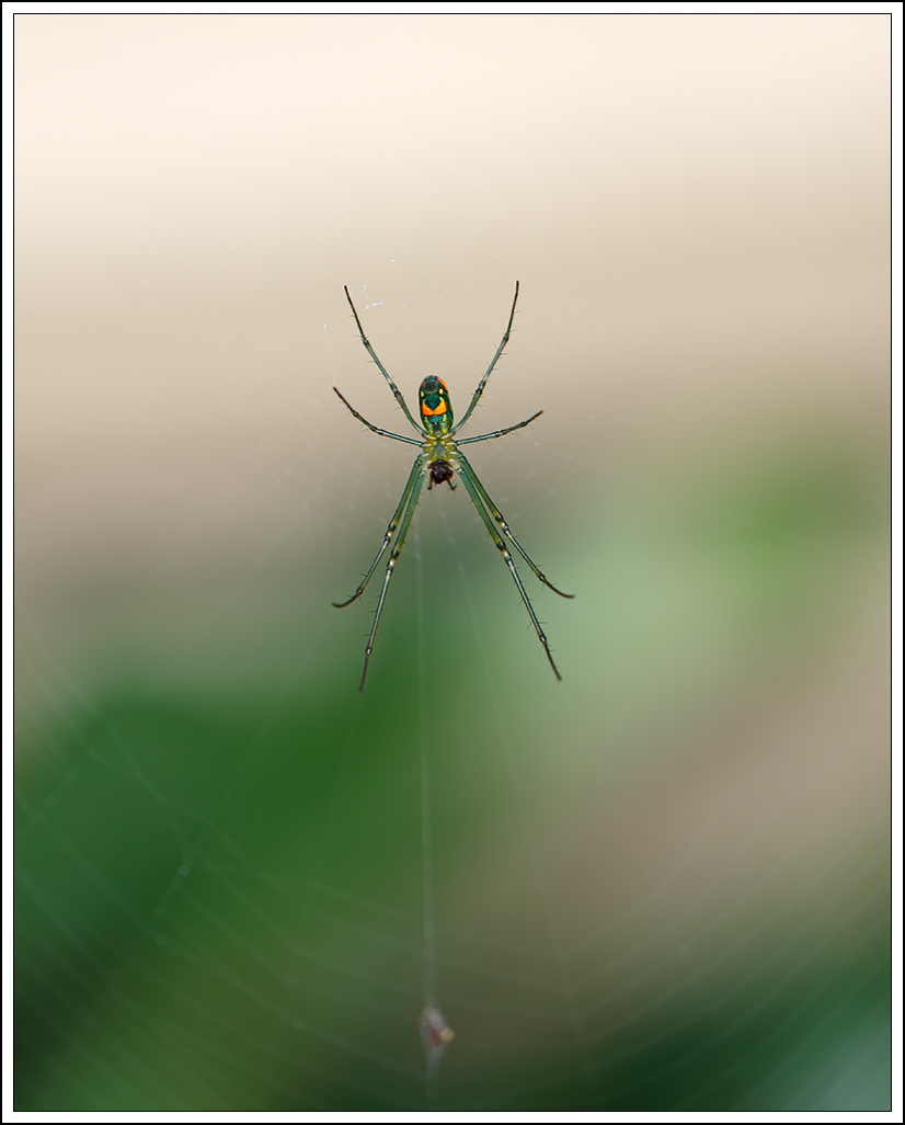 Orchard Spider