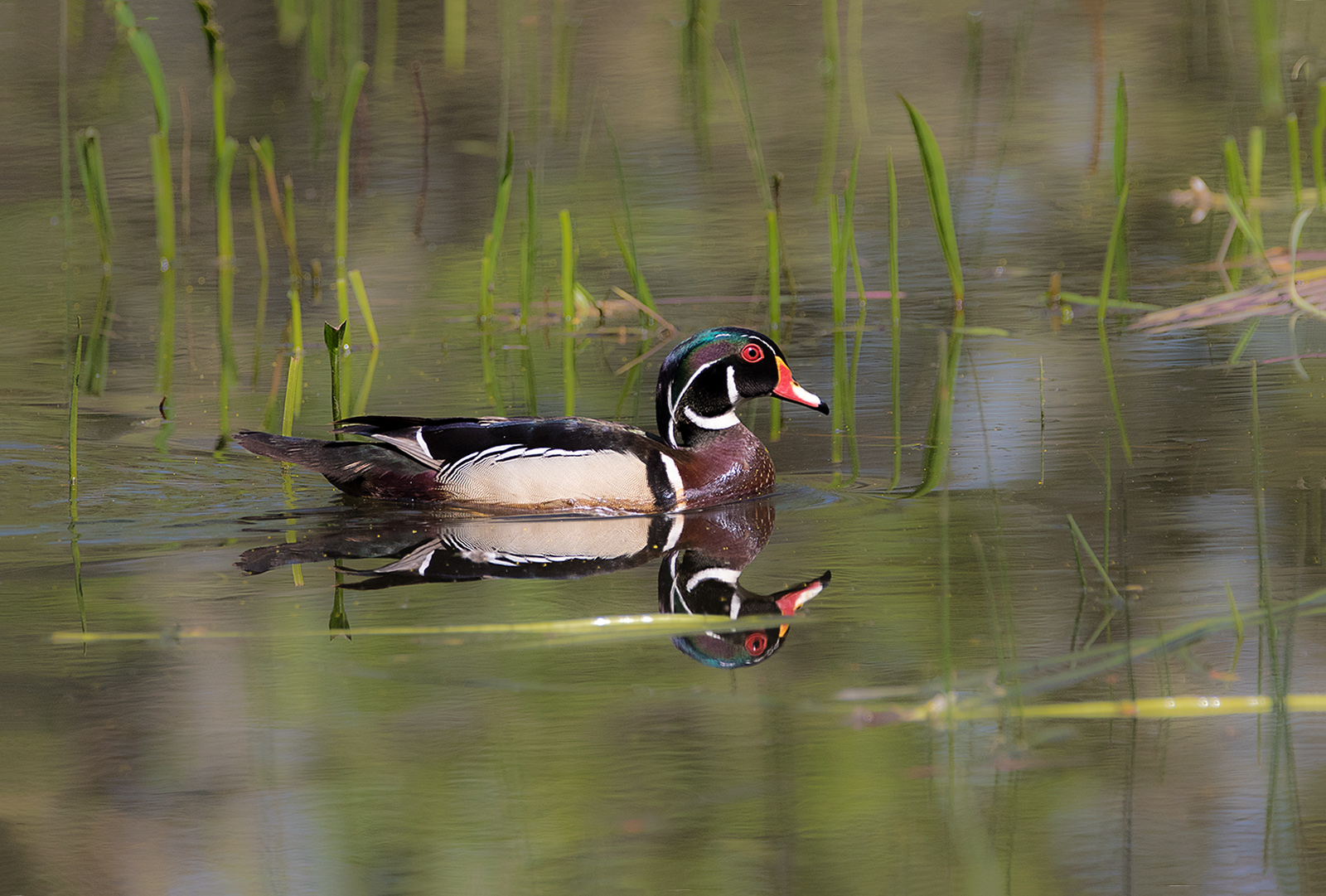 Wood Duck