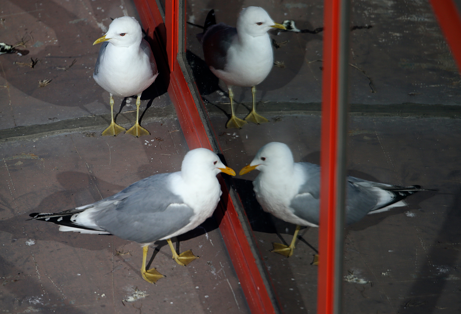 Mew Gull Fighting a Foe