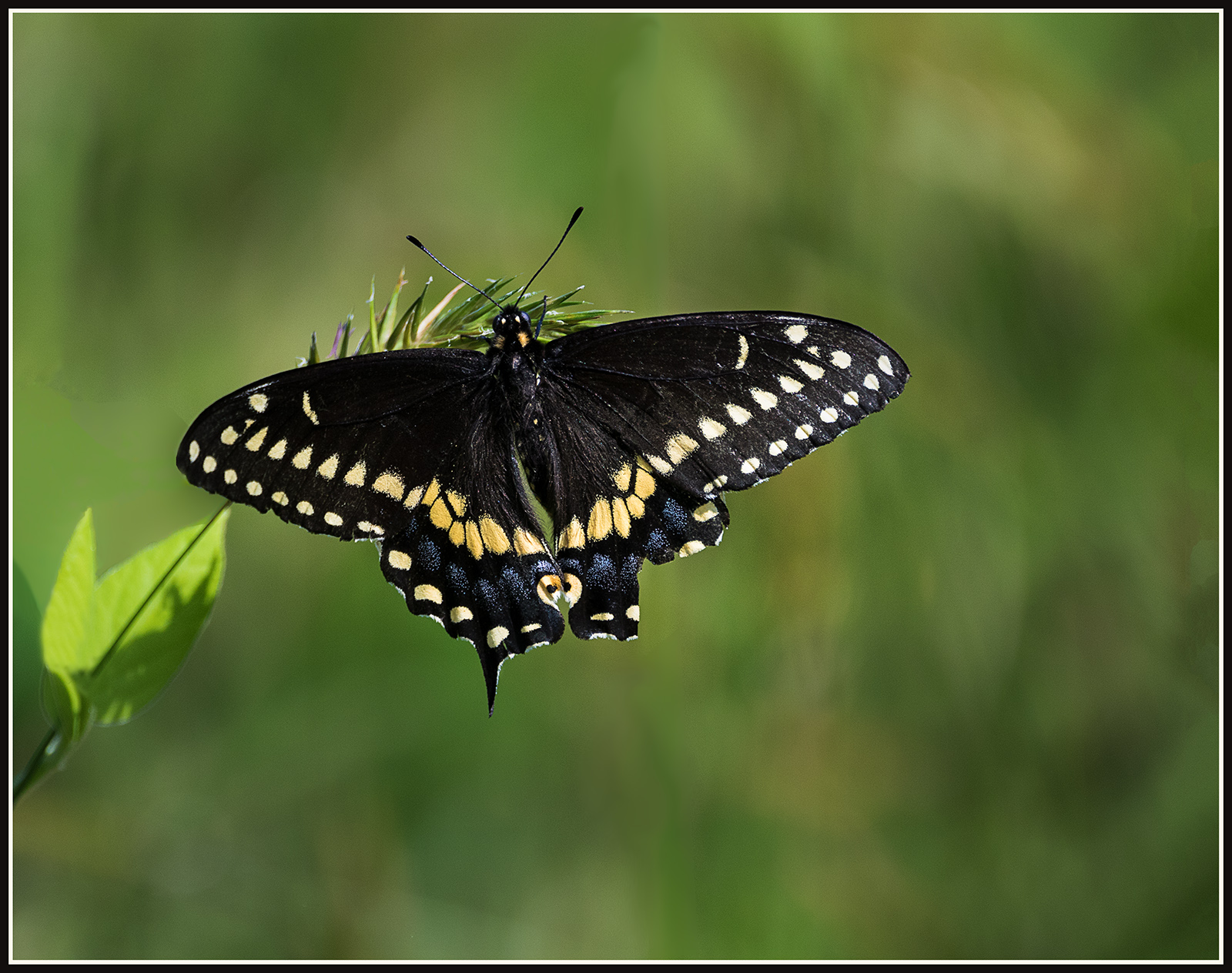 Butterfly