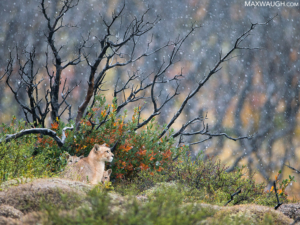 Pumas in Snow