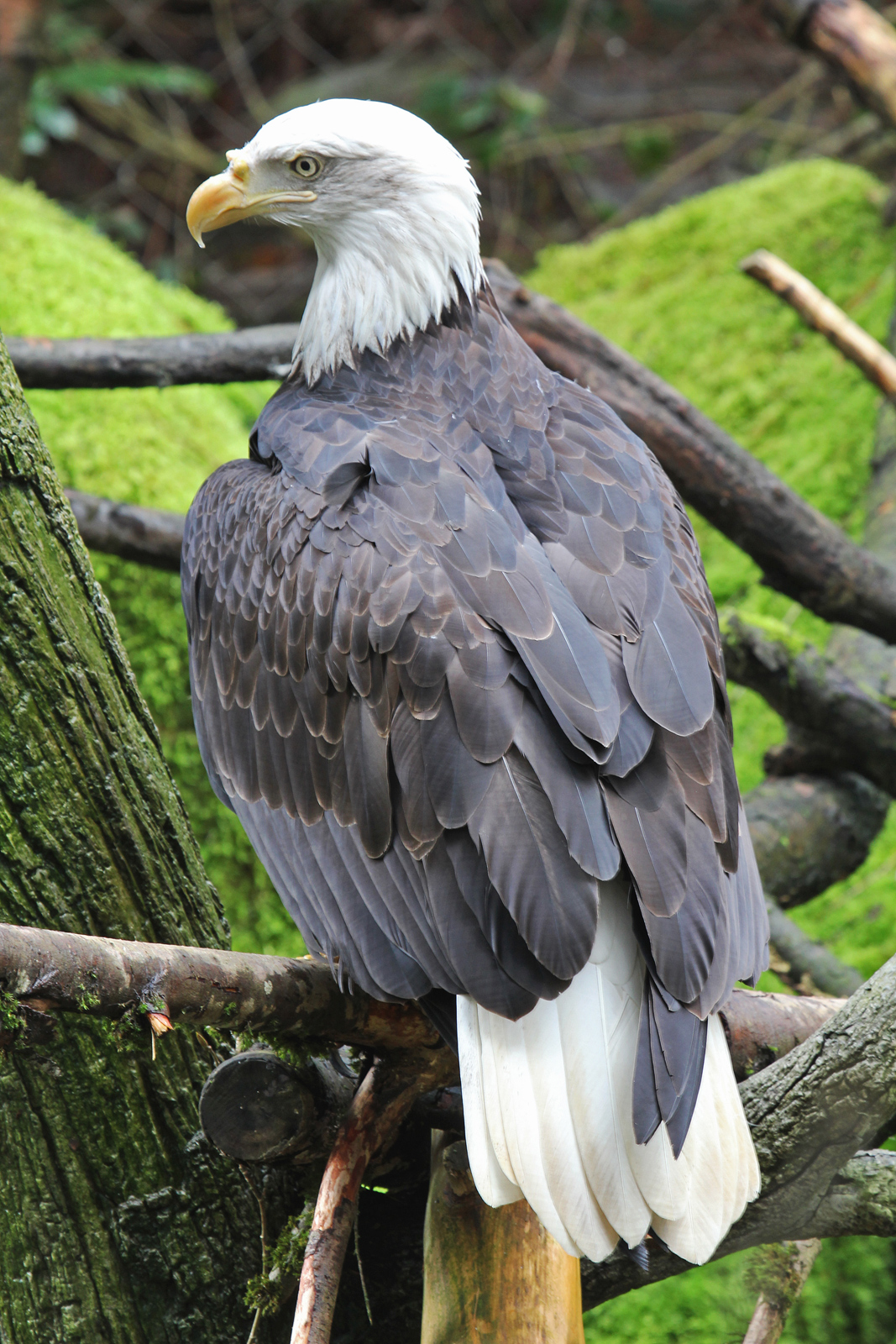 Eagle Greens