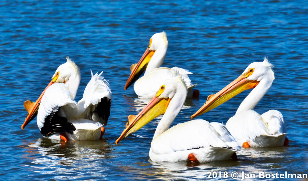 Pelican Group
