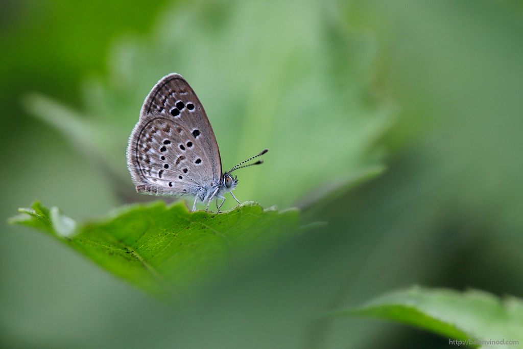 Small Blue