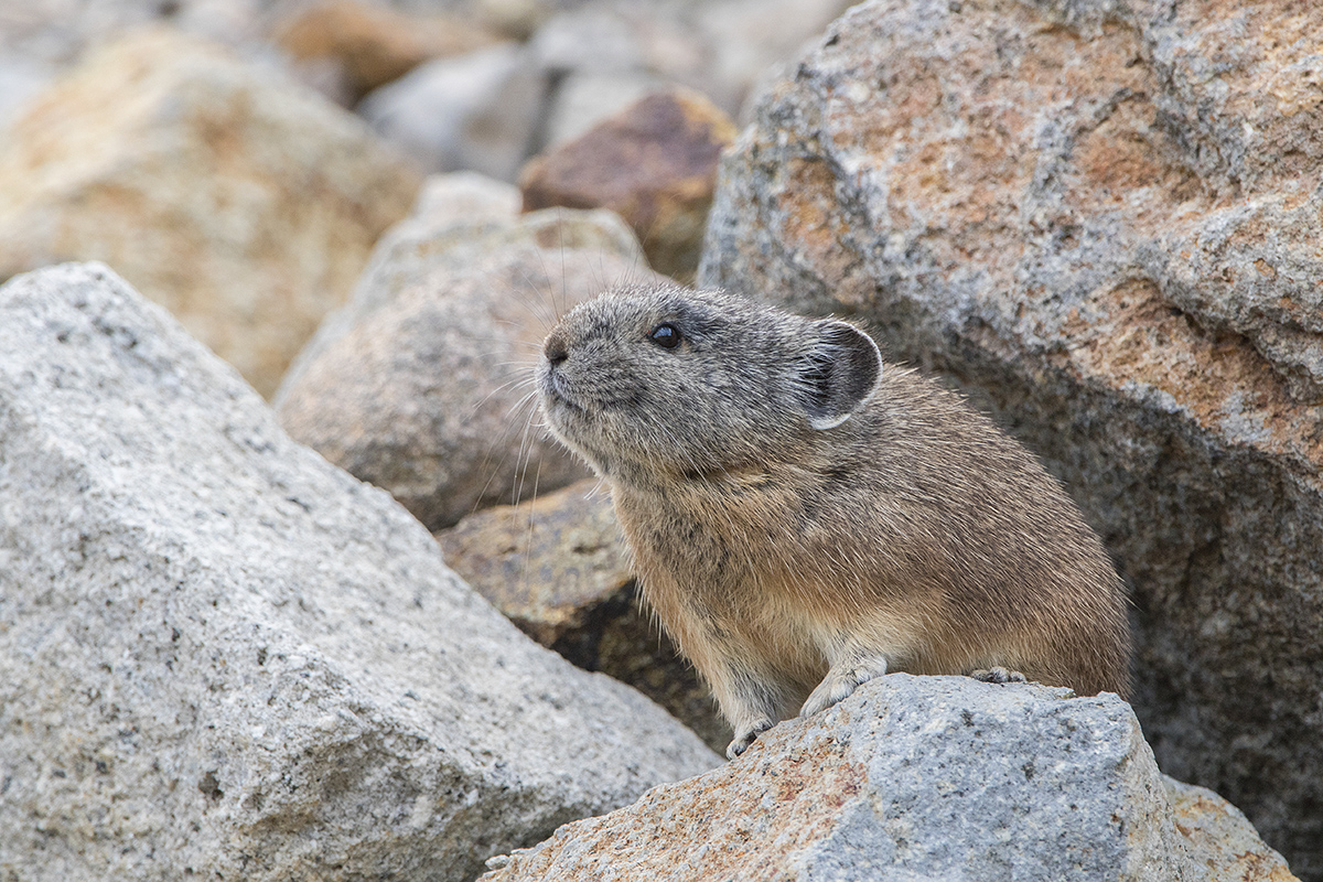 Pika