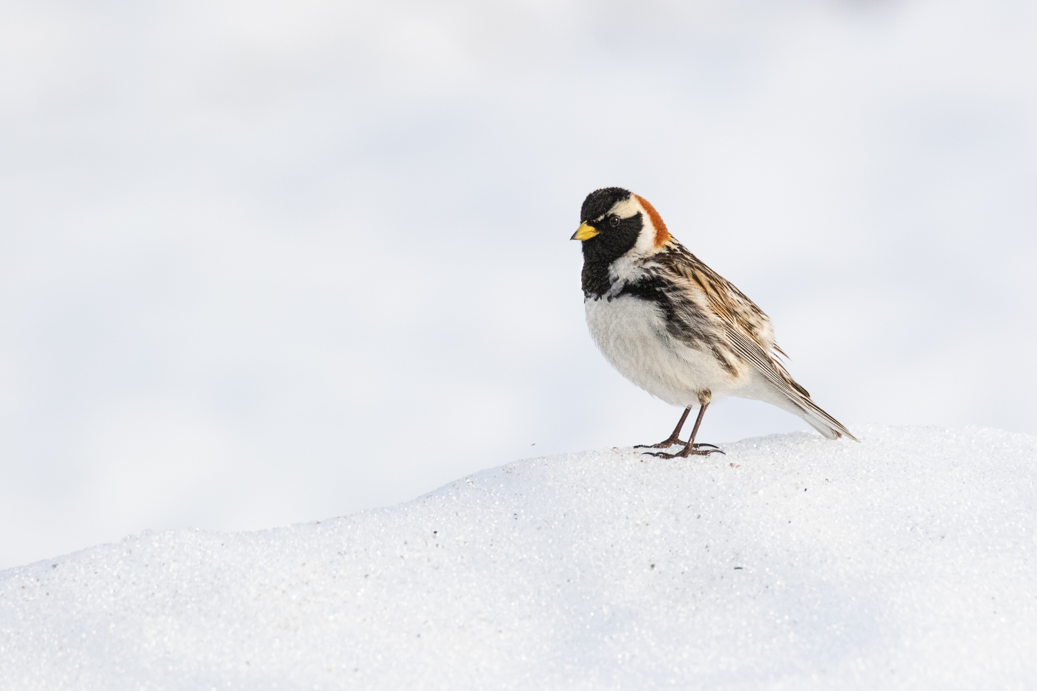Lapland Longspur
