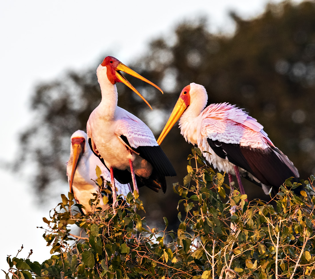 Storks at Dawn