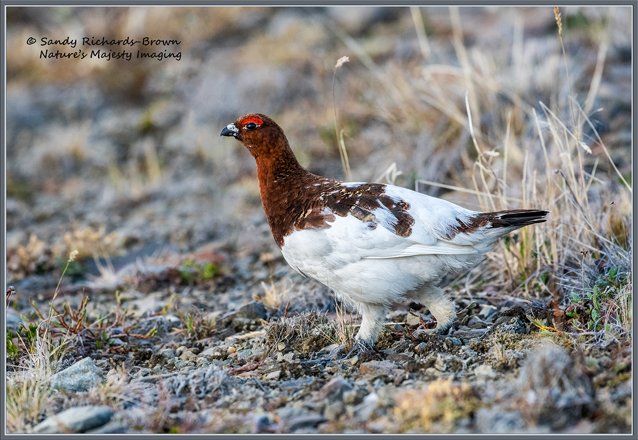 Willow Ptarmigan