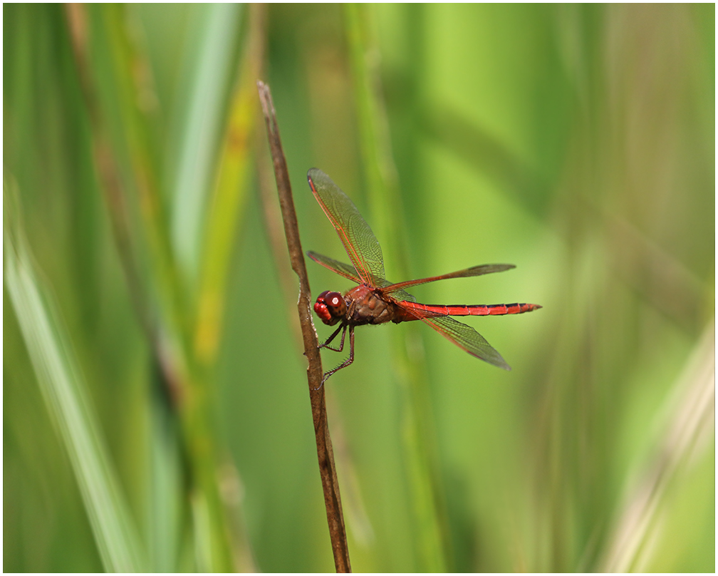 Red Dragon