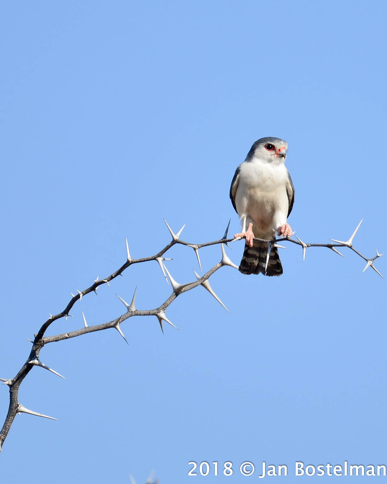 Namibian Bird
