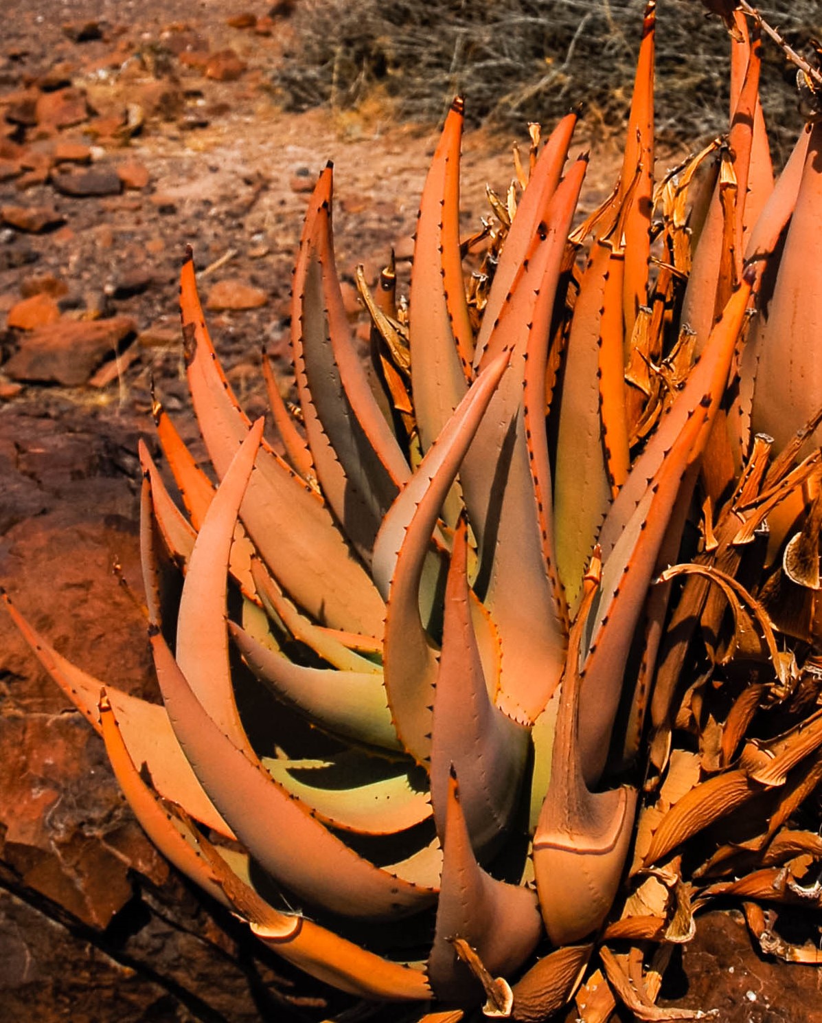 Desert Flora