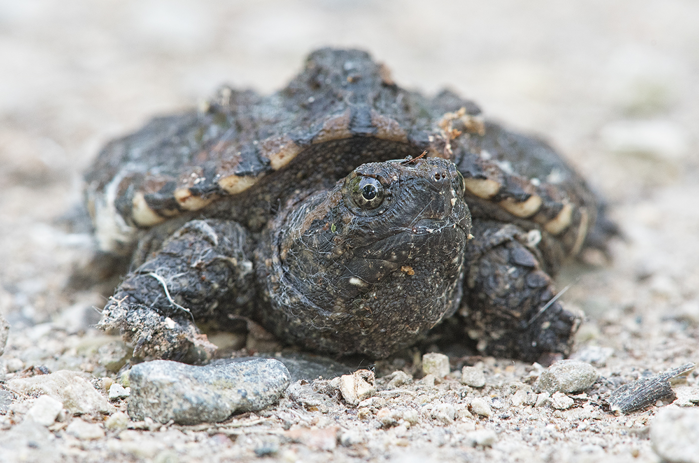 Baby Snapper